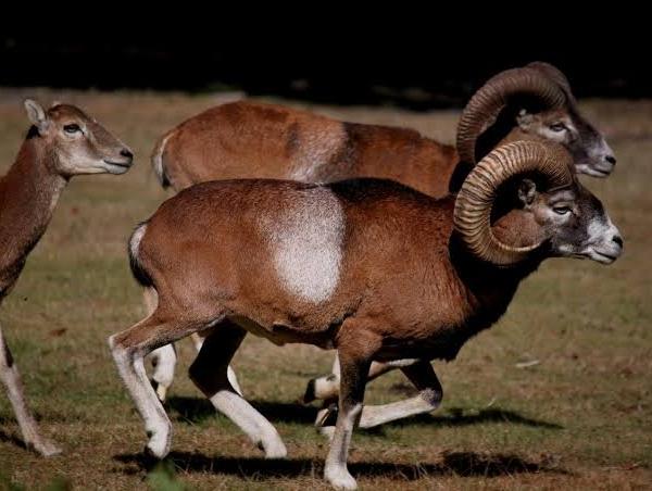 Mouflon de Corse 