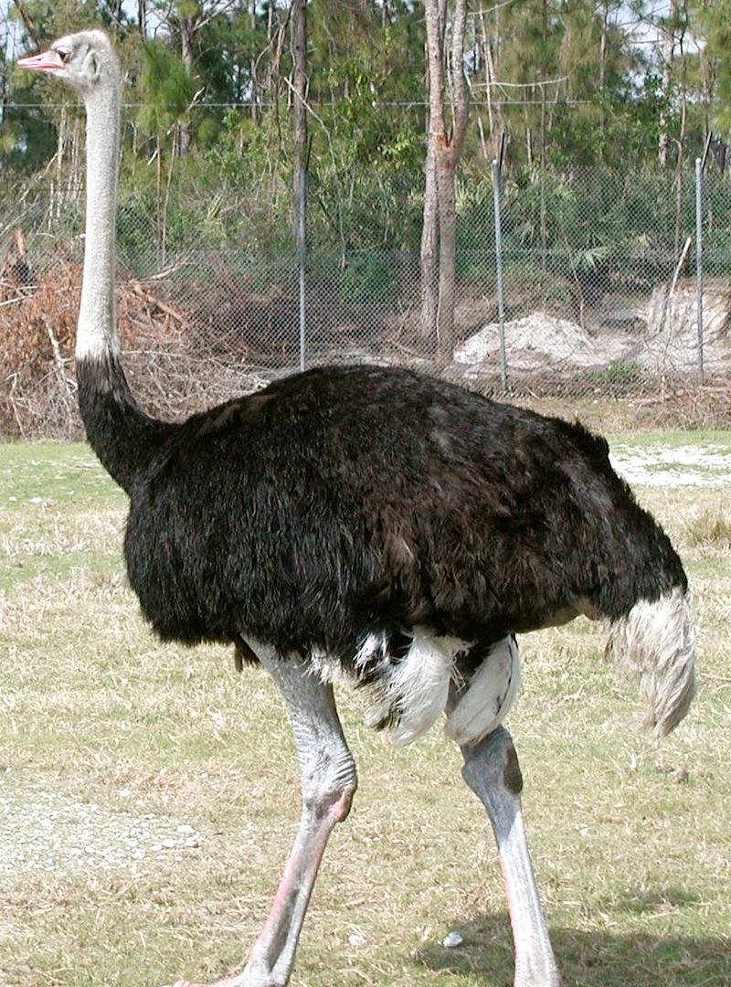 Autruche