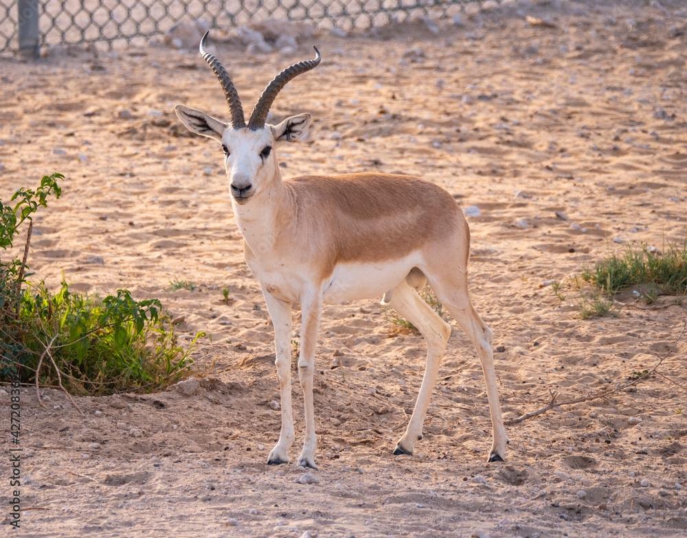 gazelle d'Arabie