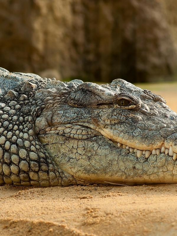 crocodile du Nil