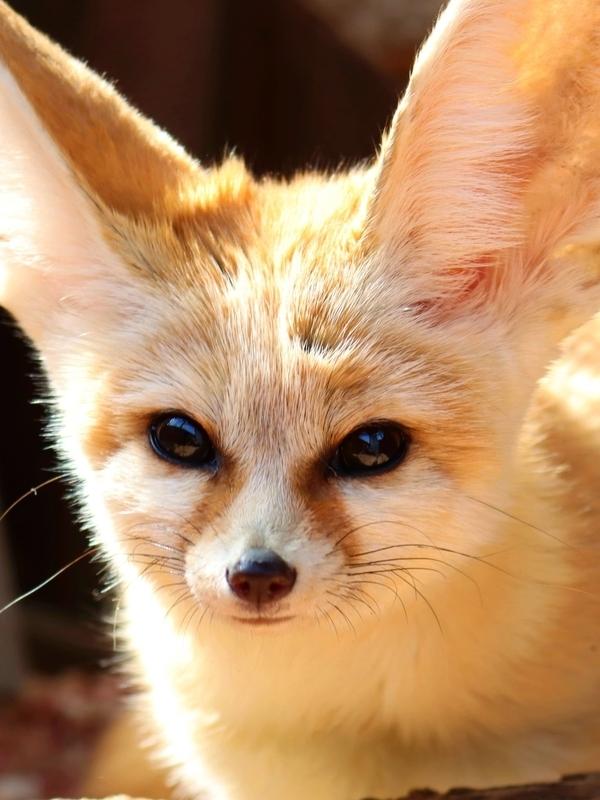 Fennec