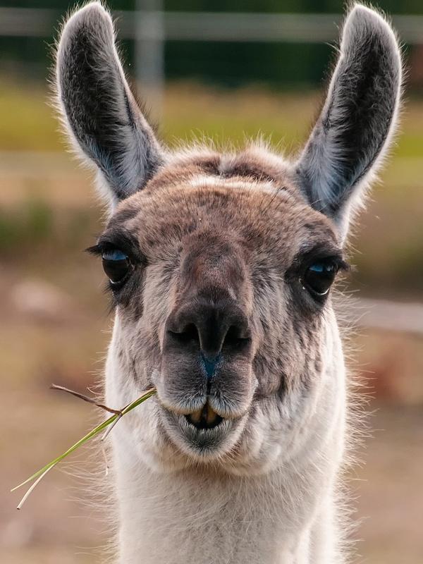 Lama Glama 