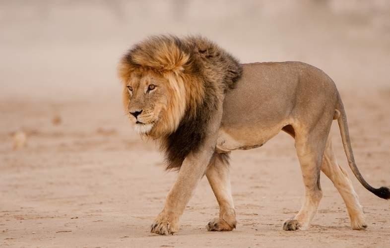 Lion d'Afrique