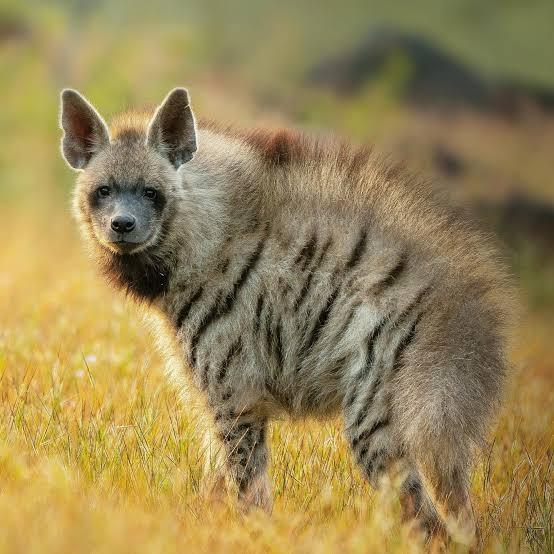 Hyène rayee